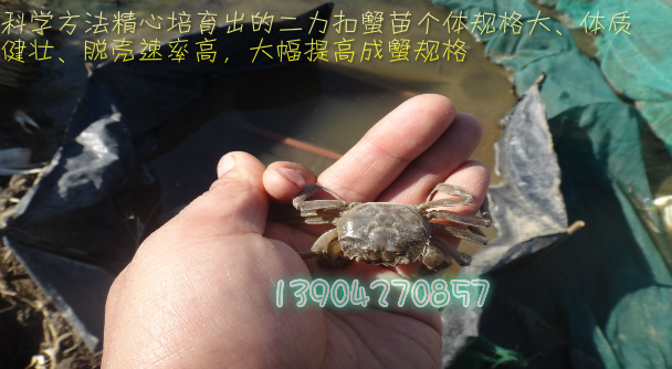 后蓋直徑尺寸在2.5厘米左右優(yōu)質(zhì)蟹苗