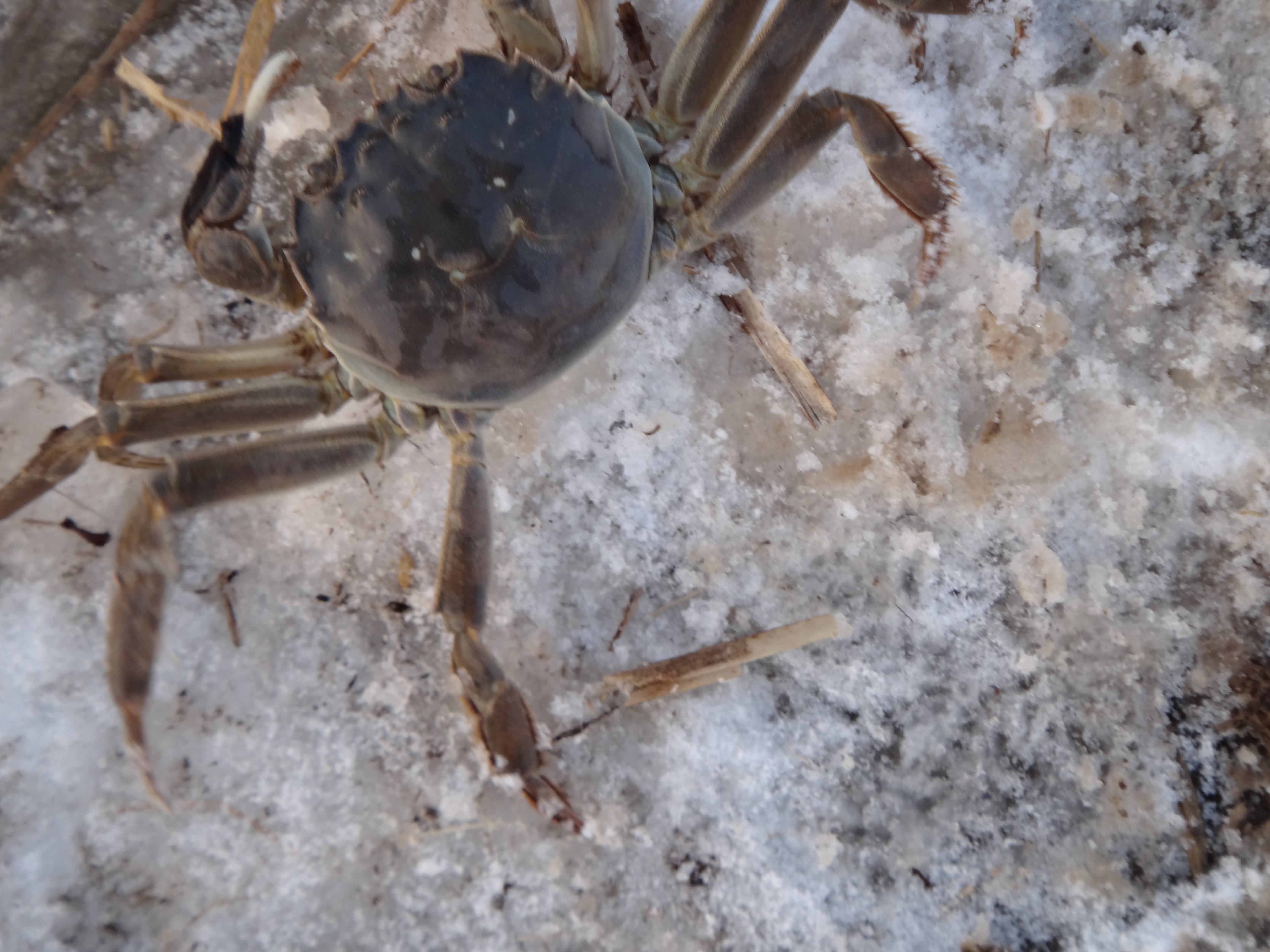 盤錦河蟹冬季圖片
