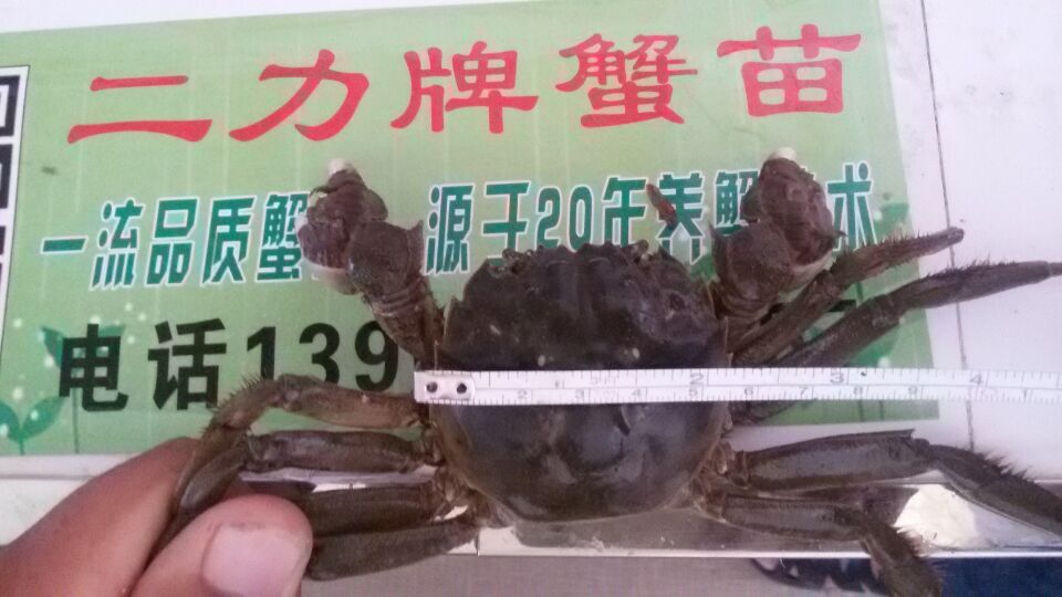 六月黃盤錦河蟹（公）