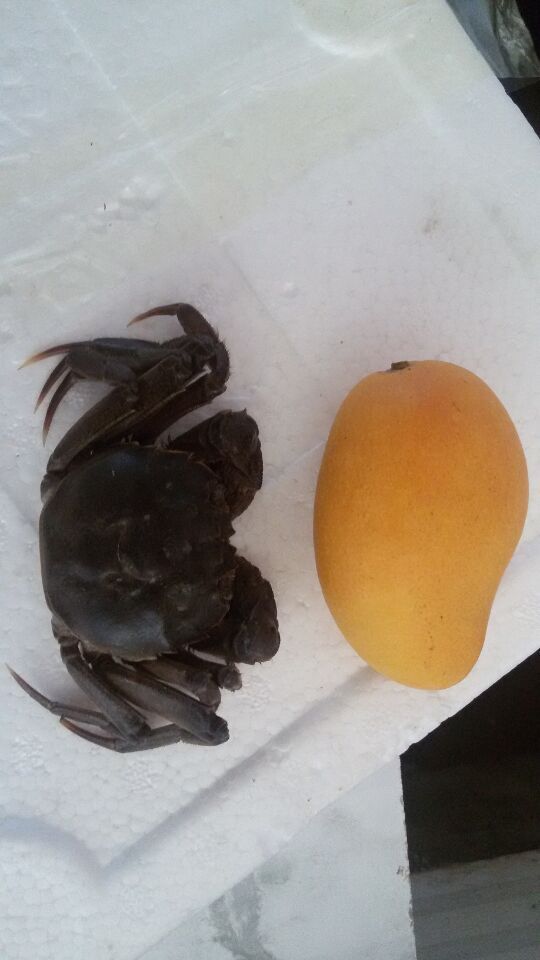 2015年二力牌盤錦河蟹與芒果