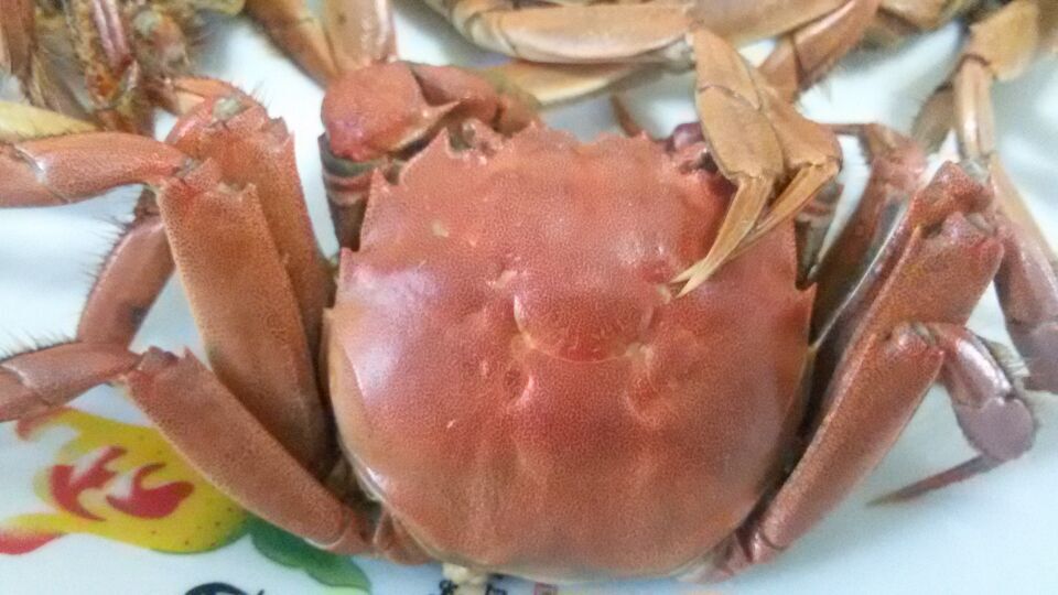 二力牌六月黃盤錦河蟹單體圖片