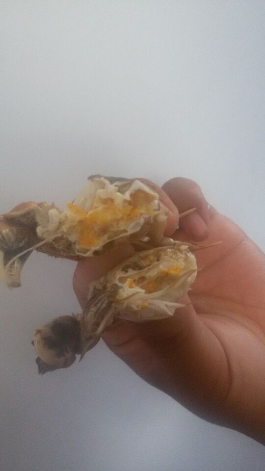 飽滿六月黃的蟹黃與蟹肉