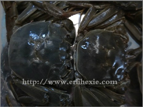 正宗盤(pán)錦河蟹鑒別方法