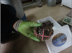 王樹波在捆綁半斤河蟹