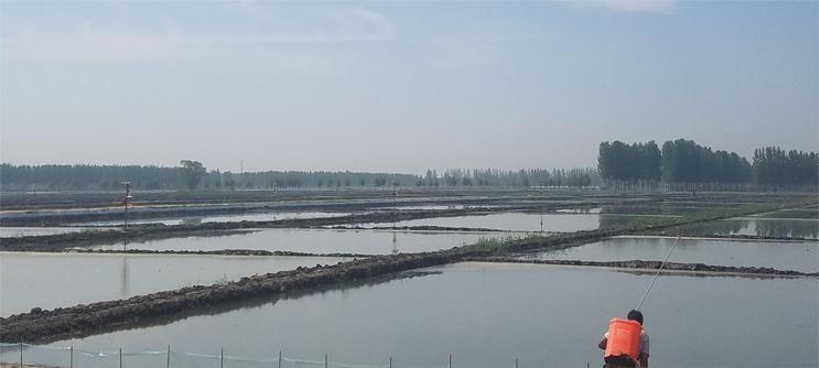 盤(pán)錦河蟹養(yǎng)殖技術(shù)