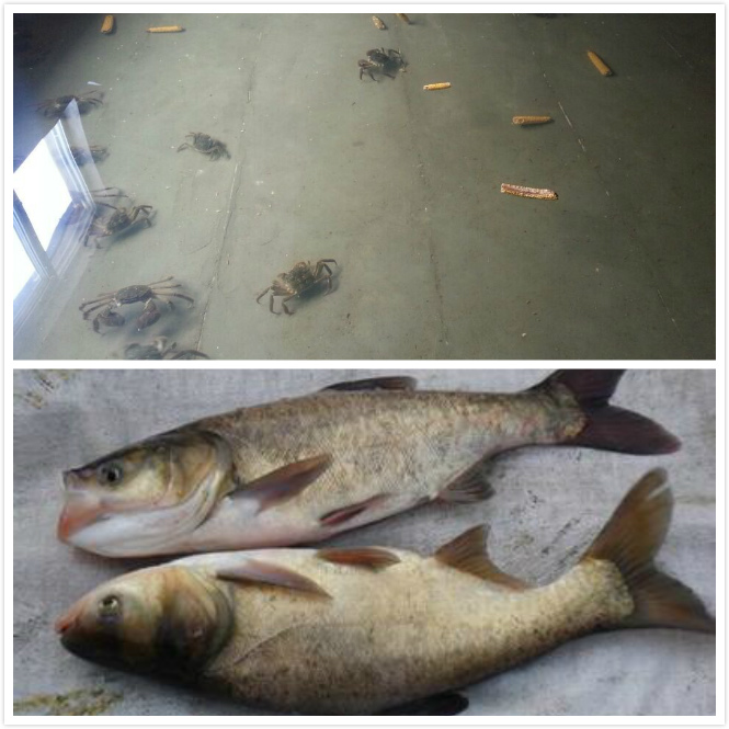 水庫(kù)、湖泊養(yǎng)螃蟹套養(yǎng)花白鰱方法