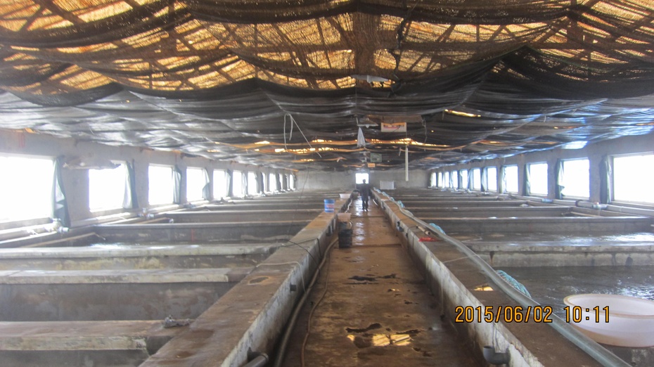 二力大眼幼體蟹苗孵化場