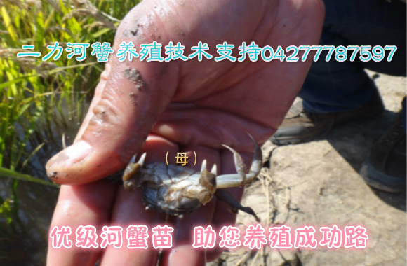 泰國總理英拉乳名小螃蟹