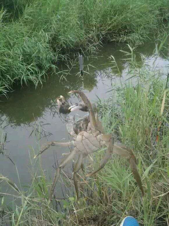 盤錦釣蟹 二力河蟹垂釣園