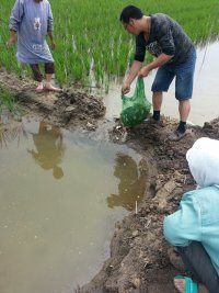 巴解無心養(yǎng)蟹蟹滿田
