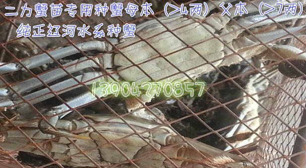 2015年優(yōu)選的特大河蟹四兩母本、七兩父本交配,培育出大規(guī)格、高成活率二力蟹苗