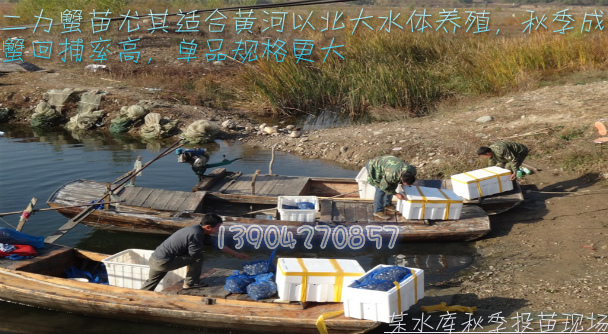 2014年北京某水庫大閘蟹養(yǎng)殖區(qū)投放二力牌蟹苗圖片