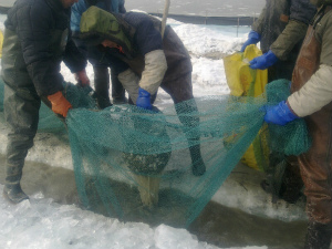 冬眠盤錦河蟹被動性進(jìn)食