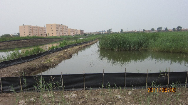 蘆葦蕩養(yǎng)大閘蟹