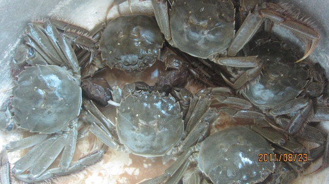 水庫(kù)養(yǎng)蟹成本利潤(rùn)分析