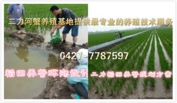 盤錦河蟹養(yǎng)殖之稻田養(yǎng)蟹的盤山模式