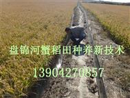 盤(pán)錦河蟹——稻田養(yǎng)蟹新技術(shù)