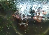 2017盤(pán)錦二力河蟹養(yǎng)蟹基地