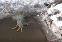 二力河蟹養(yǎng)殖基地越冬盤(pán)錦河蟹實(shí)景