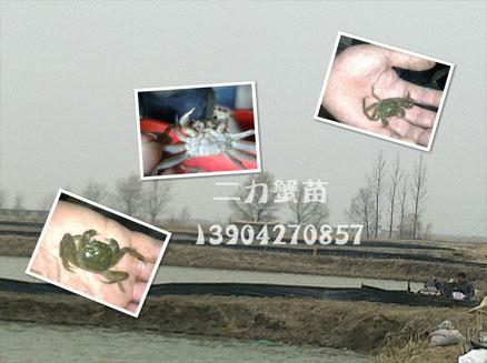  優(yōu)質蟹苗產自純生態(tài)水域 