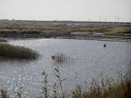 葦塘養(yǎng)殖河蟹環(huán)境