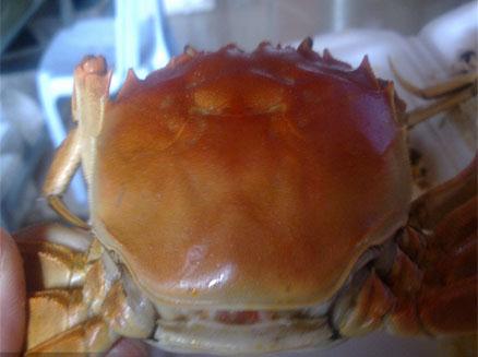 “肥的呵”盤錦大蟹