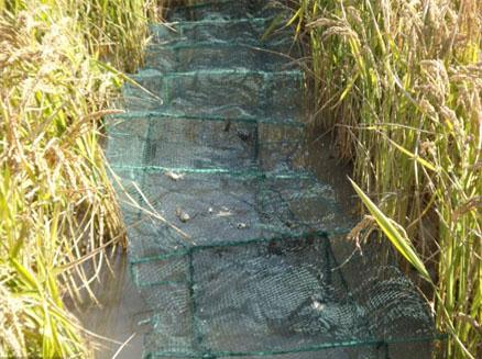 稻田養(yǎng)蟹使用專用捕蟹地籠