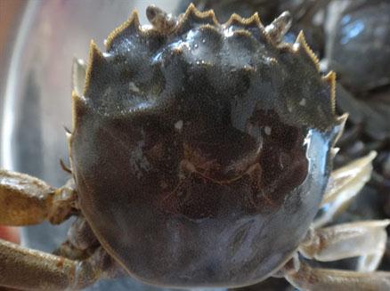 盤錦葦田野生河蟹