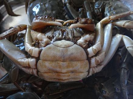 地道盤錦稻田河蟹