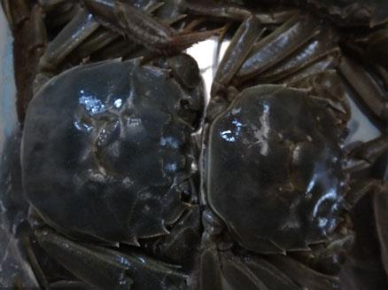 地道盤錦稻田蟹