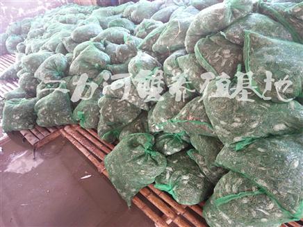 遼河水系生態(tài)扣蟹苗