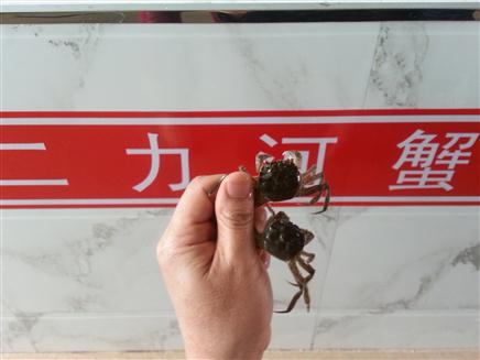 盤(pán)錦扣蟹苗越冬暫養(yǎng)必備工作