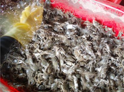 蟹苗產(chǎn)品蟹苗產(chǎn)品蟹苗產(chǎn)品蟹苗產(chǎn)品蟹苗產(chǎn)品