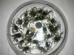 二力蟹苗養(yǎng)殖示范基地聯(lián)合河蟹養(yǎng)殖研究所專業(yè)打造品質盤錦河蟹苗