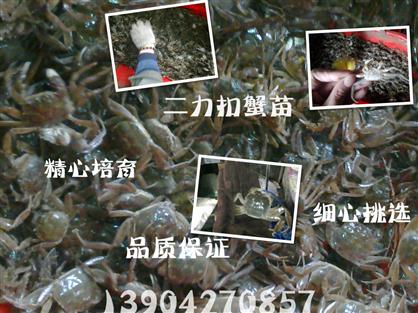 優(yōu)質(zhì)蟹苗產(chǎn)自純生態(tài)水域