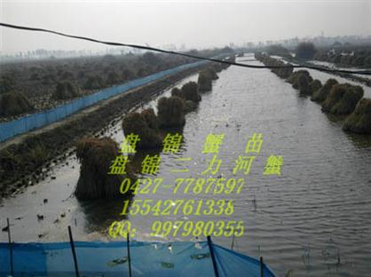  二力蟹苗養(yǎng)殖示范基地以稻田培育精品質(zhì)盤錦河蟹苗