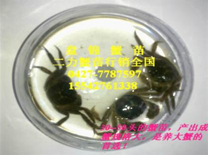 生態(tài)盤(pán)錦蟹苗