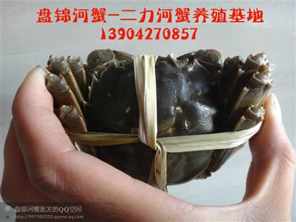 盤錦河蟹原生態(tài)捆綁方法