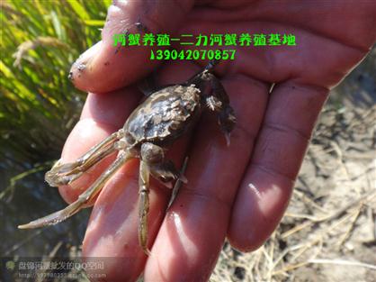 生態(tài)培育優(yōu)質(zhì)蟹苗