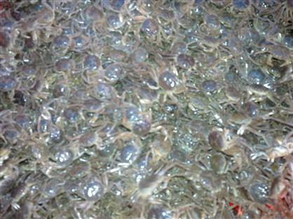 盤錦蟹苗-遼河水系純生態(tài)蟹苗