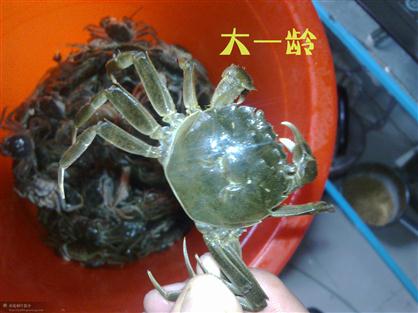 盤錦蟹苗——大一齡