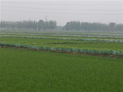 盤錦二力河蟹養(yǎng)殖基地實景