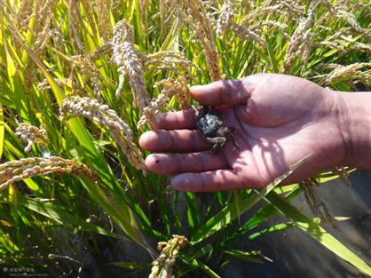 盤錦蟹苗，優(yōu)質之選