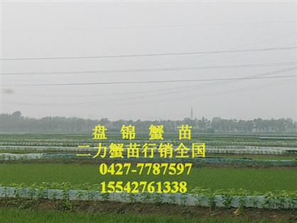 二力河蟹養(yǎng)殖基地一角