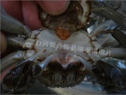 盤錦河蟹之如何鑒別滿黃母蟹