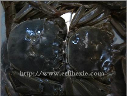 正宗盤錦稻田河蟹