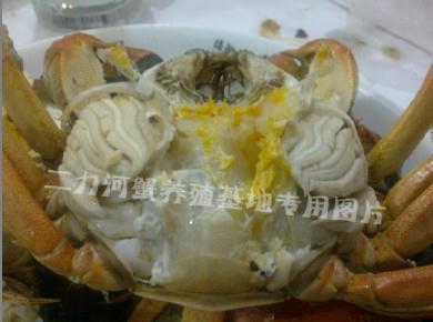 盤錦河蟹——公蟹