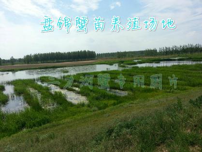 蟹苗養(yǎng)殖環(huán)境